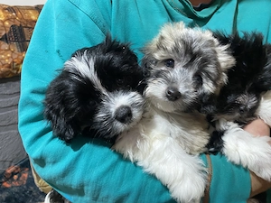 Pui bichon havanez,vârsta 2 luni