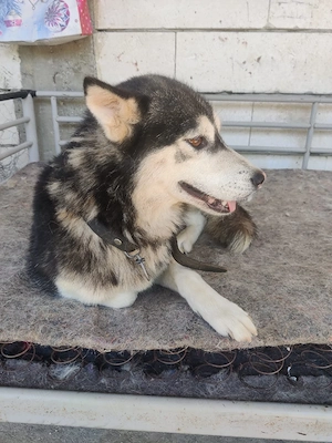 Donez catel husky - imagine 3