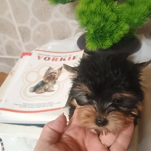Yorkshire Tertier Mini Toy