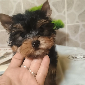 Yorkshire Tertier Mini Toy