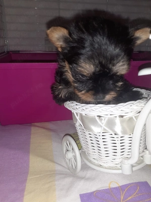 yorkshire terrier mini toy  - imagine 4