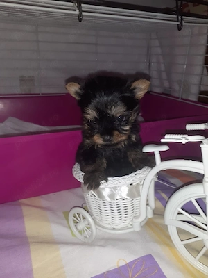yorkshire terrier mini toy 