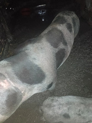 porci crescuti la curte