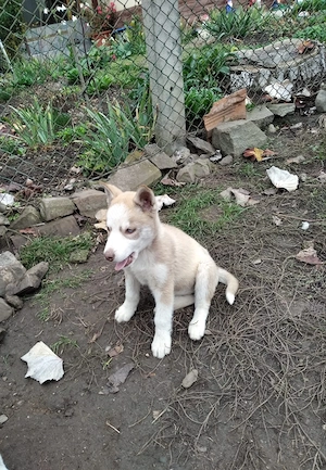 Cățelușa Husky Siberian  - imagine 2
