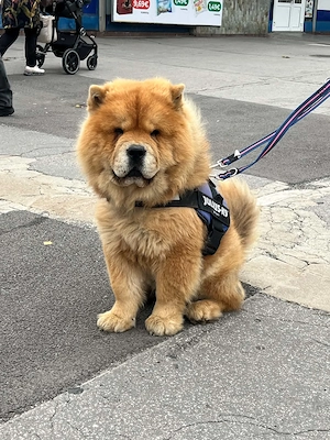 Chow Chow mascul - imagine 2