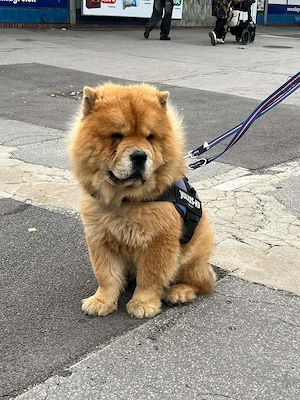 Chow Chow mascul - imagine 3