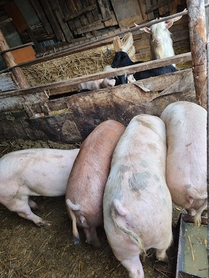 Porci de vanzare  între 80 -120  kg