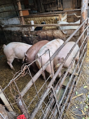 Porci de vanzare 80 -120 kg se pot arvuni și pentru Crăciun 