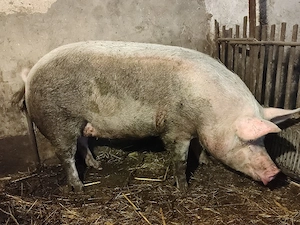 Vând Porc 