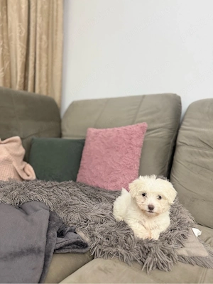 Bichon maltez - imagine 2