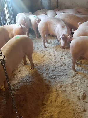 vând porci de carne diferite mărimi  - imagine 4
