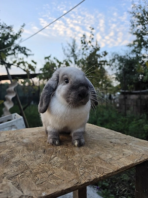 Iepuri berbec pitic 