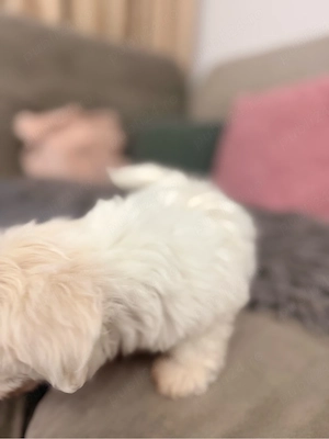 Bichon maltez - imagine 4