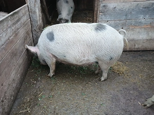 vand porci
