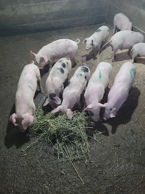 Vând 5 mascuri și 4 purcele de 9 săptămâni!  - imagine 4