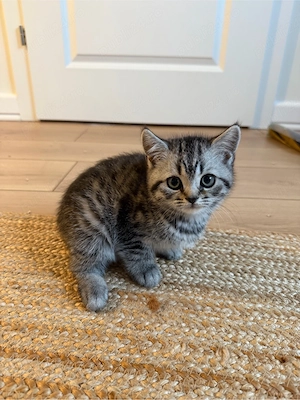 British Shorthair   4 puiuți disponibili pentru vânzare - imagine 4