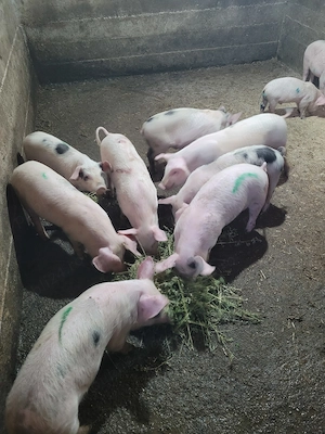 Vând 5 mascuri și 4 purcele de 9 săptămâni! 