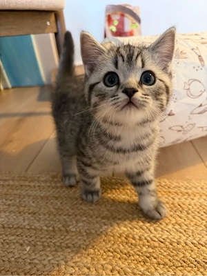 British Shorthair   4 puiuți disponibili pentru vânzare - imagine 2