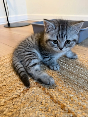 British Shorthair   4 puiuți disponibili pentru vânzare - imagine 3