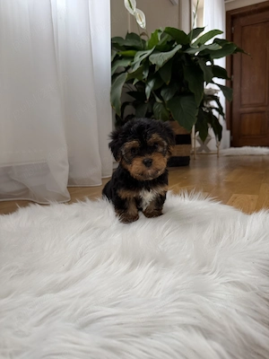 Yorkshire terrier baietel