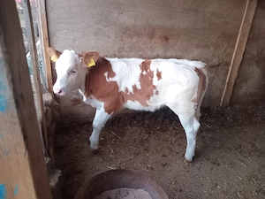 vand  vițea de 2,5 luni 
