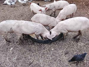 Vând 3 purcele si doi purcei castrati 