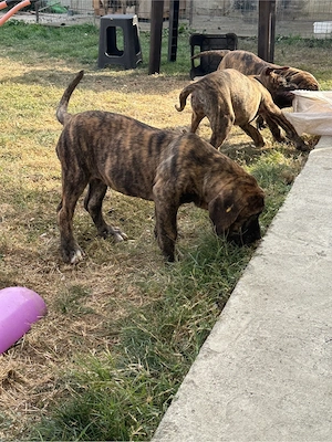 Catei presa canario cu pedigree - imagine 2