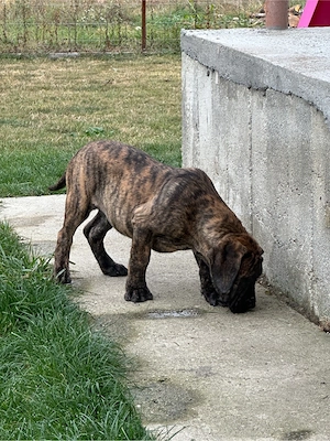 Catei presa canario cu pedigree - imagine 4
