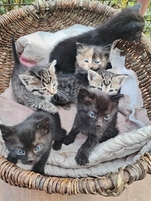 Puiuți mici, cautam casa noua și stăpâni iubitori.  - imagine 4
