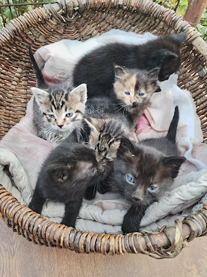 Puiuți mici, cautam casa noua și stăpâni iubitori.  - imagine 3