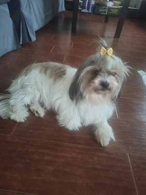 Pui shih-tzu cu bichon maltez disponibili începând cu 10 noiembrie (la vârsta de 6 săptămâni) - imagine 3