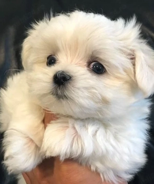 Pui Bichon Maltese disponibil,nr tel: 