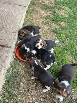 Pui beagle tricolor - imagine 2