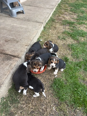 Pui beagle tricolor