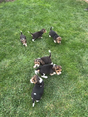 Pui beagle tricolor - imagine 3