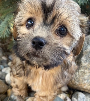 Bichon Havanez maro   un micuț plin de farmec