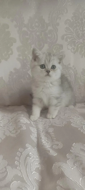 Brithish chincilla silver 