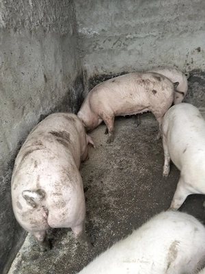 Vind porci pentru craciun - imagine 3