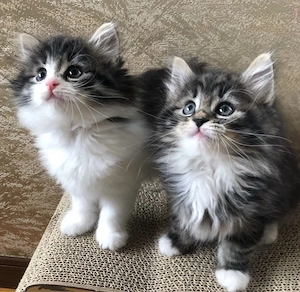 Maine Coon 