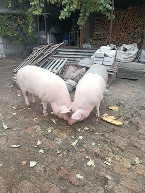 Porc pentru Crăciun 