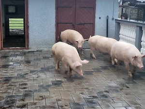 Porci de vanzare 