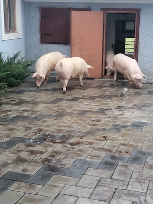 Porci de vanzare  - imagine 2