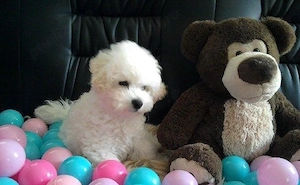 Bichon Frise  - 2 luni - imagine 3