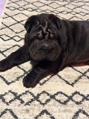 Shar Pei - căței  - imagine 4
