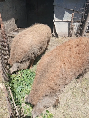 Porci mangalița - imagine 2