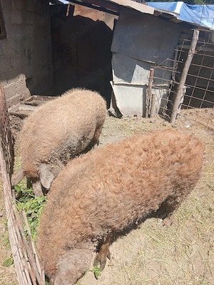 Porci mangalița