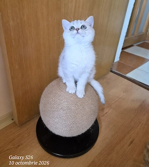 Fetiță și băiețel British Shorthair pedigree  - imagine 2