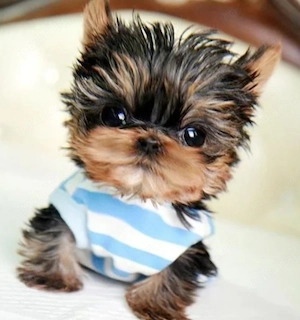 Yorkshire terrier mini toy