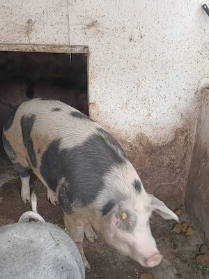 Porc de vanzare - imagine 2