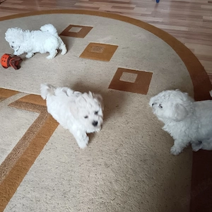 catelusi bichon pufoși 